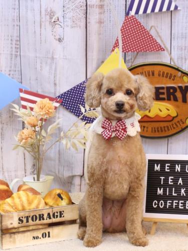 20240929おでんくん